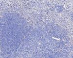 TEF1 Antibody in Immunohistochemistry (Paraffin) (IHC (P))