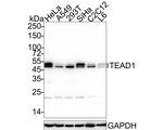 TEF1 Antibody in Western Blot (WB)