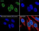 EZH2 Antibody in Immunocytochemistry (ICC/IF)