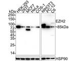 EZH2 Antibody in Western Blot (WB)