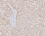 MAOA Antibody in Immunohistochemistry (Paraffin) (IHC (P))