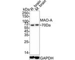 MAOA Antibody in Western Blot (WB)