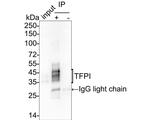 TFPI Antibody in Immunoprecipitation (IP)