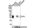 TFPI Antibody in Western Blot (WB)