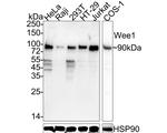 WEE1 Antibody in Western Blot (WB)