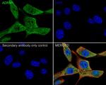 ADRM1 Antibody in Immunocytochemistry (ICC/IF)
