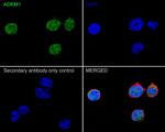ADRM1 Antibody in Immunocytochemistry (ICC/IF)