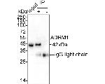ADRM1 Antibody in Immunoprecipitation (IP)