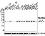 ADRM1 Antibody in Western Blot (WB)