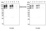 NMDAR2B Antibody in Western Blot (WB)