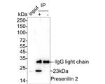 PSEN2 Antibody in Immunoprecipitation (IP)