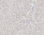 Caspase 8 Antibody in Immunohistochemistry (Paraffin) (IHC (P))
