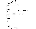 Caspase 8 Antibody in Immunoprecipitation (IP)