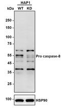 Caspase 8 Antibody in Western Blot (WB)