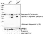 Caspase 8 Antibody in Western Blot (WB)