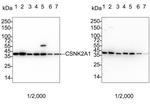 CK2 alpha-1 Antibody in Western Blot (WB)