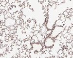 HDJ2 Antibody in Immunohistochemistry (Paraffin) (IHC (P))