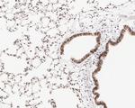 HDJ2 Antibody in Immunohistochemistry (Paraffin) (IHC (P))