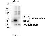 HDJ2 Antibody in Immunoprecipitation (IP)