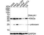 HDJ2 Antibody in Western Blot (WB)