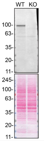 TRIF Antibody