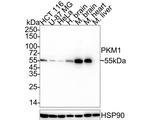 PKM1 Antibody in Western Blot (WB)