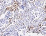 Apolipoprotein J Antibody in Immunohistochemistry (Paraffin) (IHC (P))