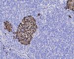 Apolipoprotein J Antibody in Immunohistochemistry (Paraffin) (IHC (P))
