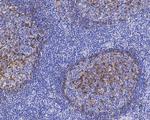 Apolipoprotein J Antibody in Immunohistochemistry (Paraffin) (IHC (P))