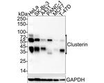 Apolipoprotein J Antibody in Western Blot (WB)