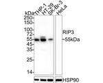 RIP3 Antibody in Western Blot (WB)