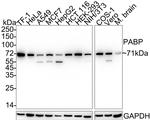 PABP Antibody in Western Blot (WB)