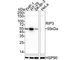 RIP3 Antibody in Western Blot (WB)
