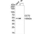 TCP-1 beta Antibody in Immunoprecipitation (IP)