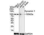 Dynamin 1 Antibody in Western Blot (WB)