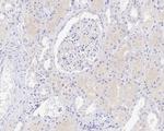 GSK3 alpha Antibody in Immunohistochemistry (Paraffin) (IHC (P))