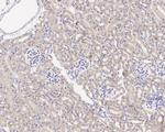 GSK3 alpha Antibody in Immunohistochemistry (Paraffin) (IHC (P))