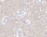 GSK3 alpha Antibody in Immunohistochemistry (Paraffin) (IHC (P))