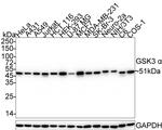 GSK3 alpha Antibody in Western Blot (WB)