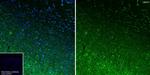 BACE1 Antibody in Immunohistochemistry (Frozen) (IHC (F))