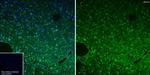 BACE1 Antibody in Immunohistochemistry (Frozen) (IHC (F))