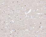 BACE1 Antibody in Immunohistochemistry (Paraffin) (IHC (P))