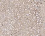 BACE1 Antibody in Immunohistochemistry (Paraffin) (IHC (P))