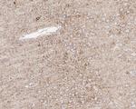 BACE1 Antibody in Immunohistochemistry (Paraffin) (IHC (P))