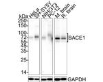 BACE1 Antibody in Western Blot (WB)