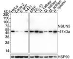 NSUN5 Antibody in Western Blot (WB)
