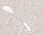 ALDH4A1 Antibody in Immunohistochemistry (Paraffin) (IHC (P))