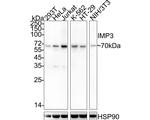 IMP3 Antibody in Western Blot (WB)