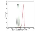 DVL2 Antibody in Flow Cytometry (Flow)