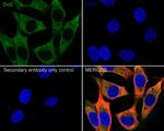 DVL2 Recombinant Rabbit Monoclonal Antibody (PSH04-07)